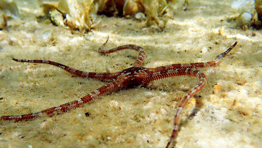 Brittle Stars See with Their Skin The Institute for Creation Research